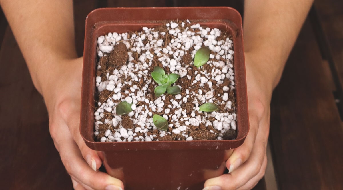 Pot with green plant cuttings placed on soil.