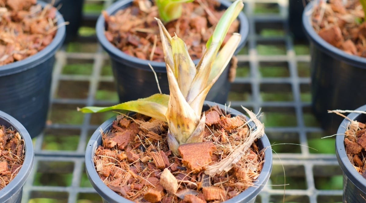 Plant Pup With Root Rot