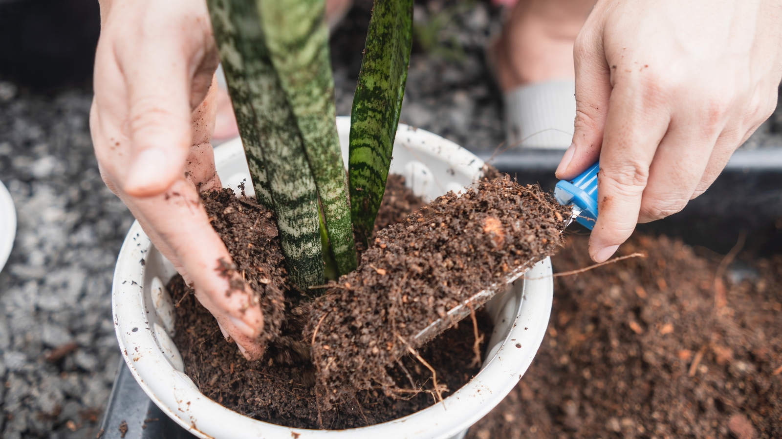 A woman's hands shoveling soil into a pot with a green plant