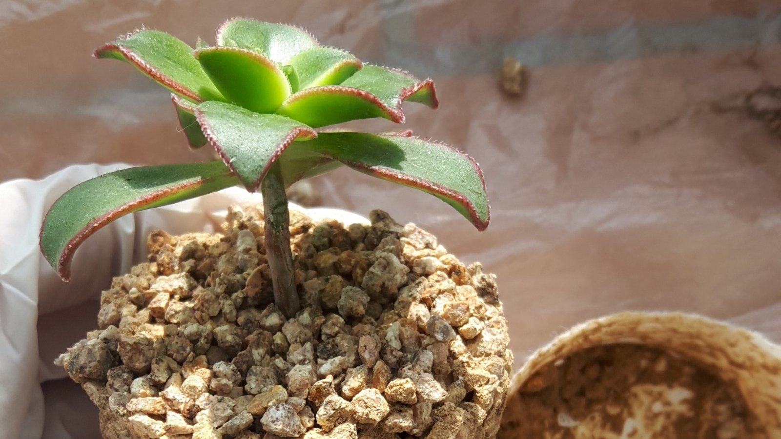 Hand holding plant out of pot