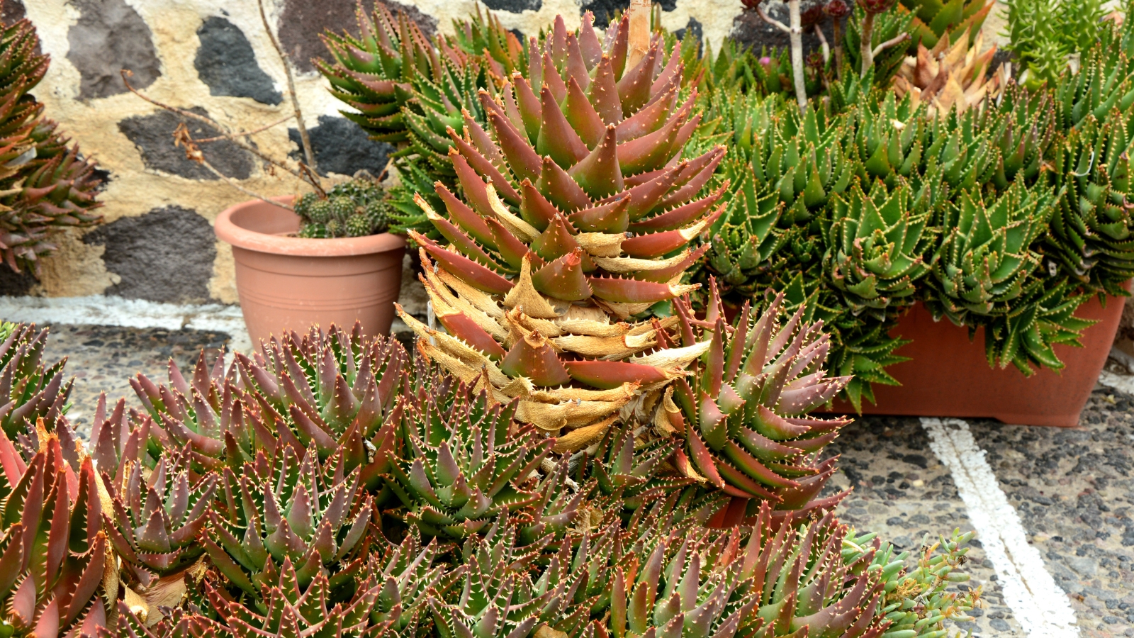 A yard full of spiky orange and green succulents, some in planters and some growing low to the ground.