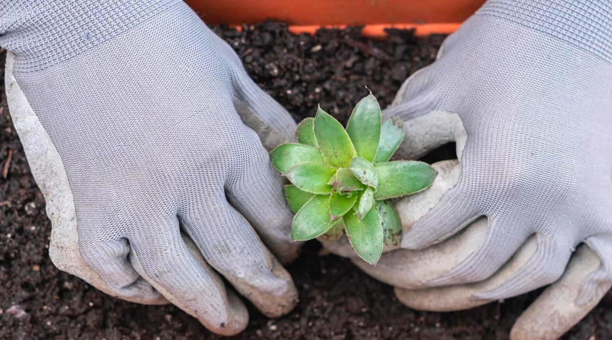 Close-up of a gardener's hands in gray gloves planting a small sprout of succulent plant into the soil in a terracotta pot. The sprout has fleshy dark green leaves arranged in the form of a rosette.