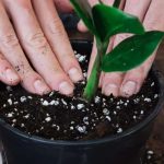 planting-divided-plant-in-container