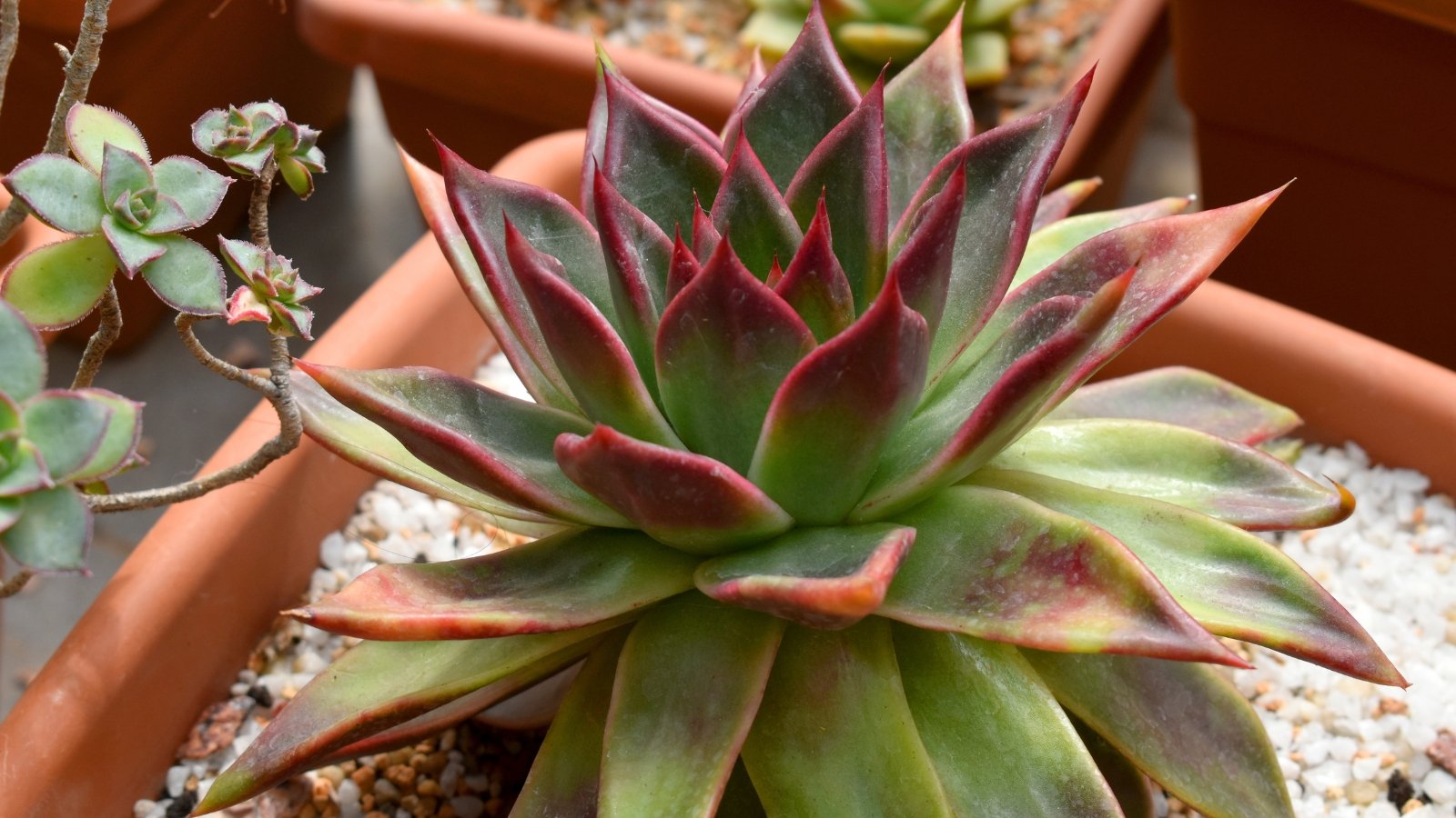 Close up of a light green succulent with thick, plump, pointed leaves with a red tip in a planter full of small white pebbles.