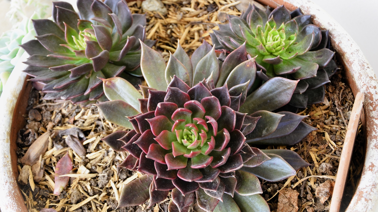 Close up of three deep reddish-black succulent plants with plump leaves and pointed tips in a terra-cotta pot.