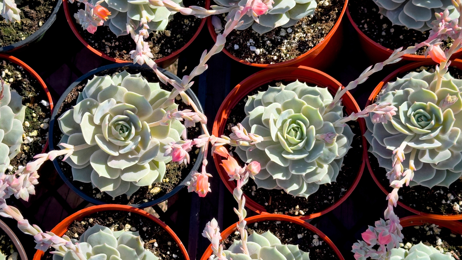 Overhead shot of several identical succulents in small pots. These succulents have light pinkish-green, plump, rounded leaves with a slight point at the tip, overlapping in a rosette formation. Growing tall out of each rosette are long, light pink stems that have a small, peach colored, bell shaped flower at the top.