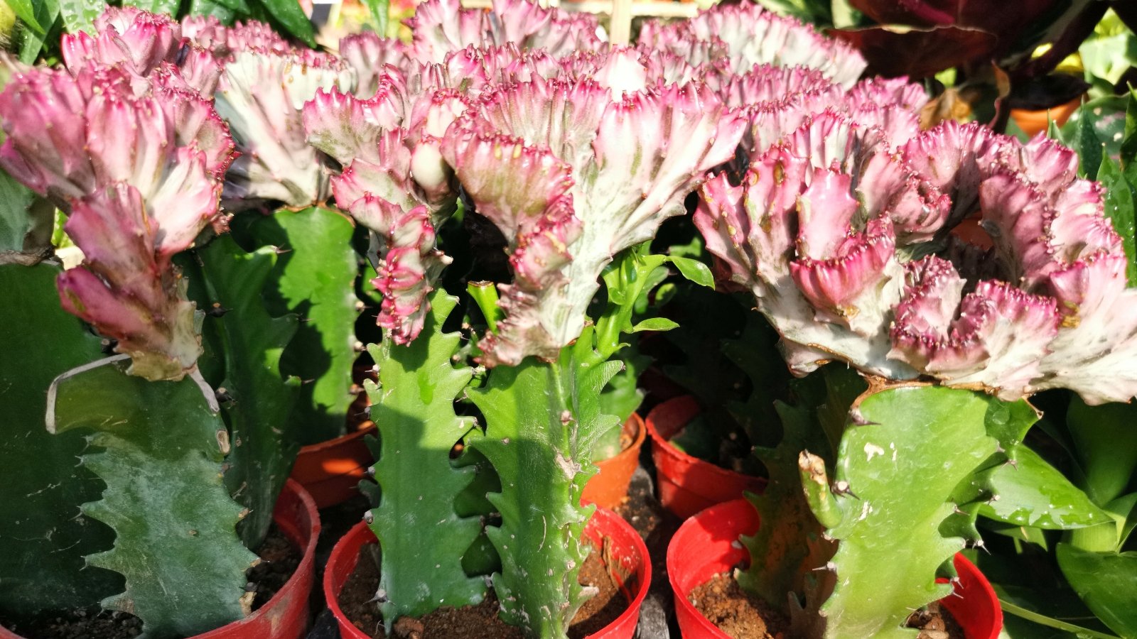 Close-up of several succulent plants in orange containers, featuring textured, fan-like structures transitioning from white to pink. Stems are thick and spiky with long leaves.