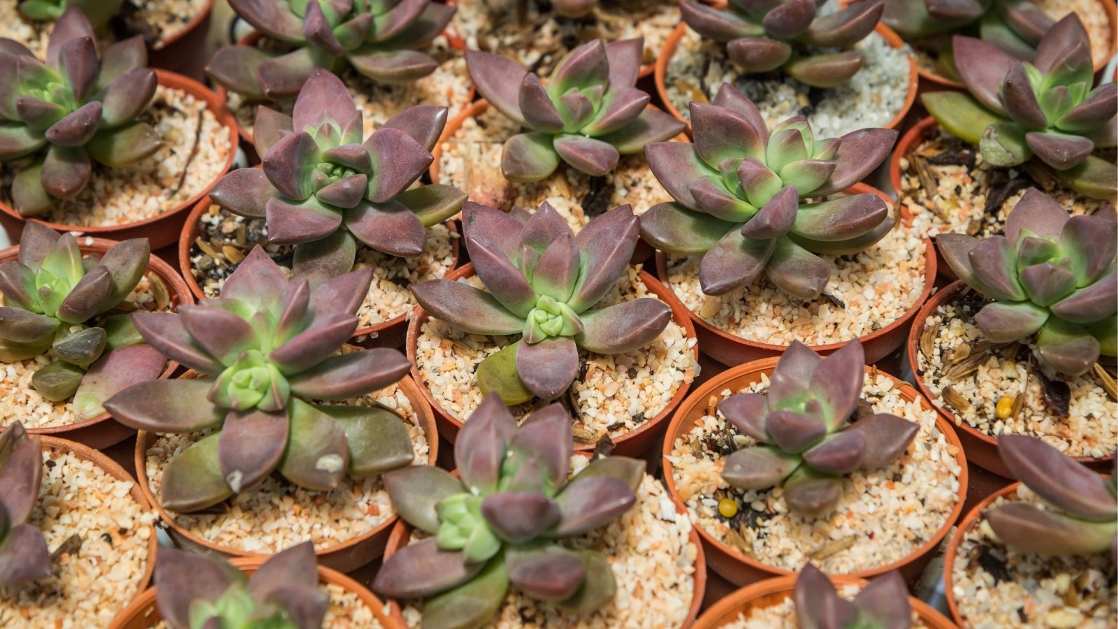 A row of small orange planters filled with rocky soil and lush plants sporting thick greenish-purple leaves arranged in rosette formations.