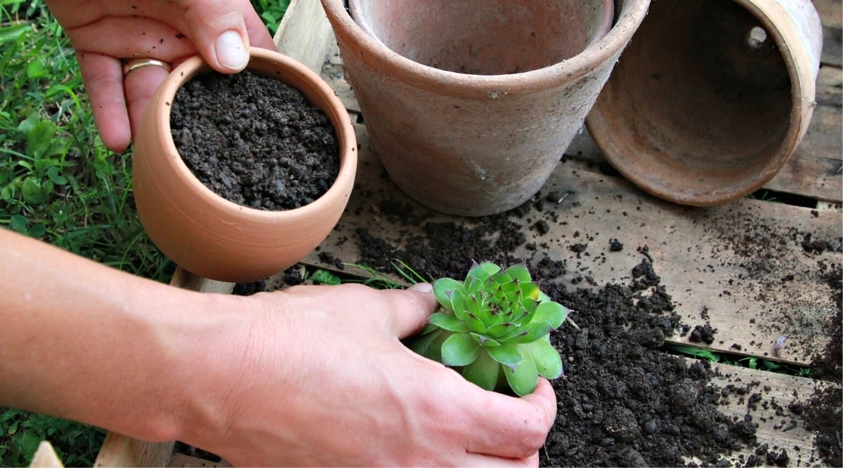 Close-up of female hands planting a succulent plant in a clay pot outdoors. In one hand she holds a clay pot full of soil, and in the other hand a seedling of Hens and chicks. The seedling consists of fleshy bright green leaves with pointed reddish edges that form a rosette. Soil is scattered on a wooden table and two old clay flower pots stand.