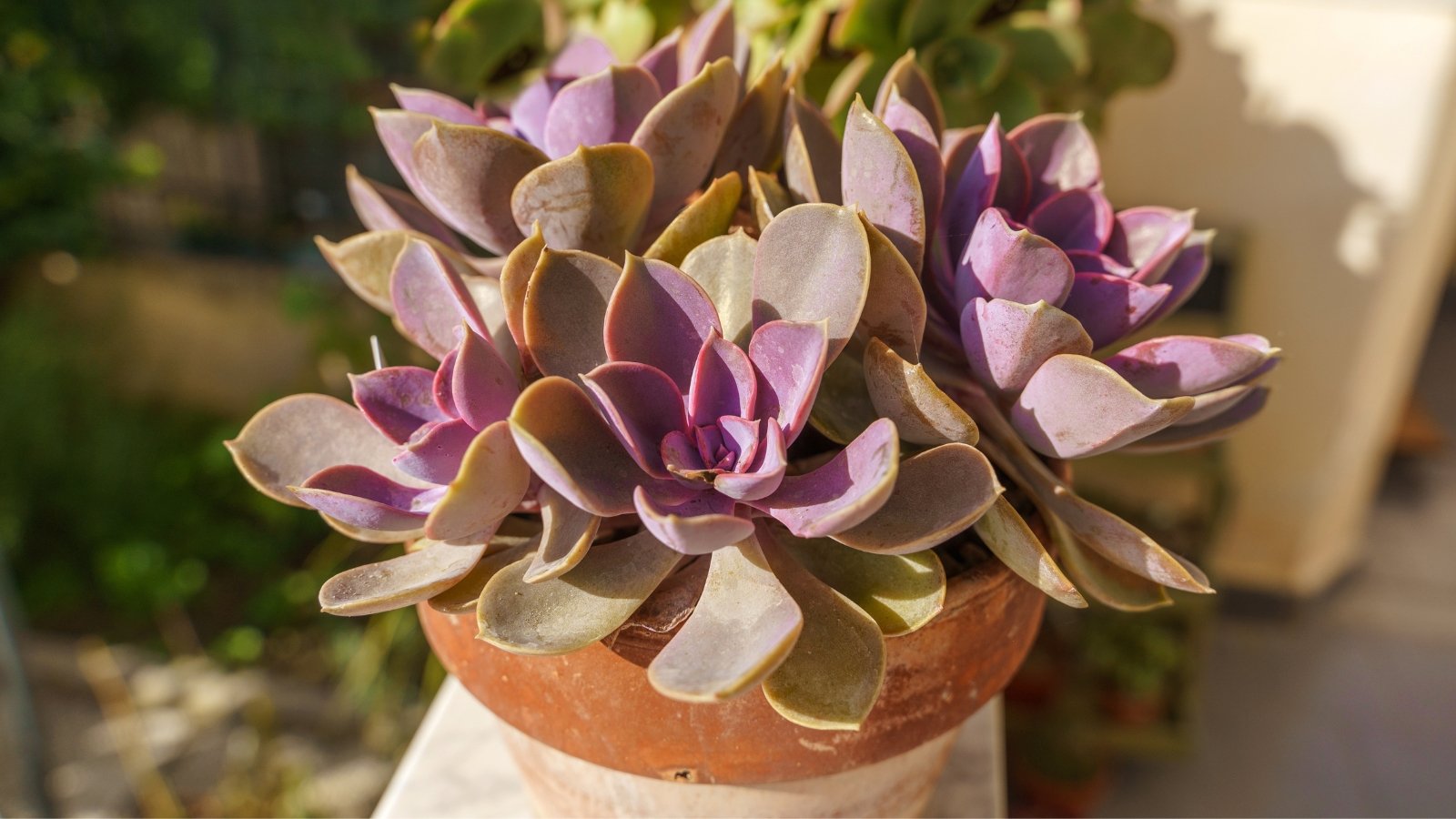 Close up of several succulents potted together in a terra-cotta pot, sitting in the sun. Each plant has thick, smooth, spoon-shaped leaves with hues of blue-gray and pink with a hint of purple.