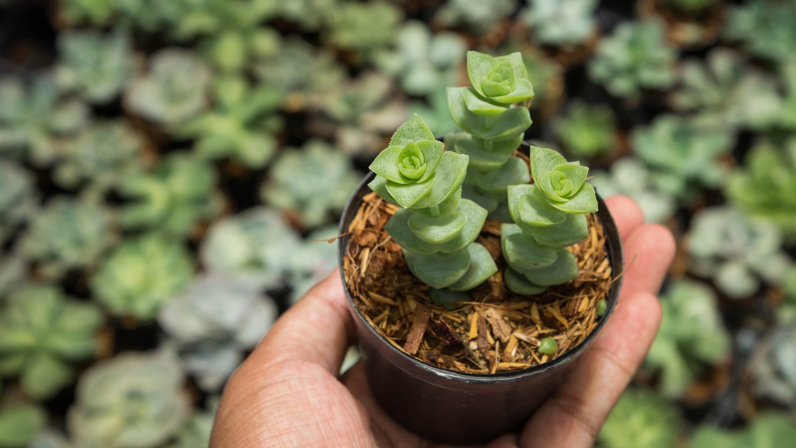 Hand holding a small potted plant with three small stems with stacked, plump triangle shaped leaves.