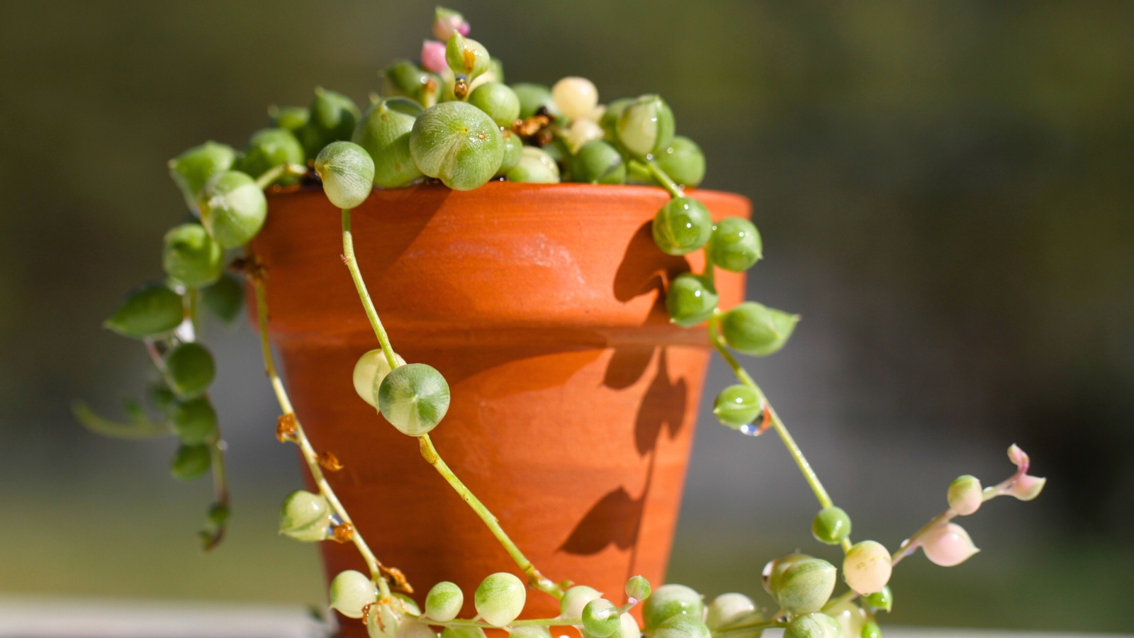 Close up of a small terra-cotta pot with a tiny green succulent in it that has long, skinny, vines with small, round, ball shaped leaves.