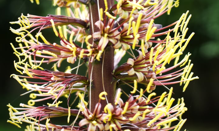 Pollen stems and flowers of Dasylirion wheeleri