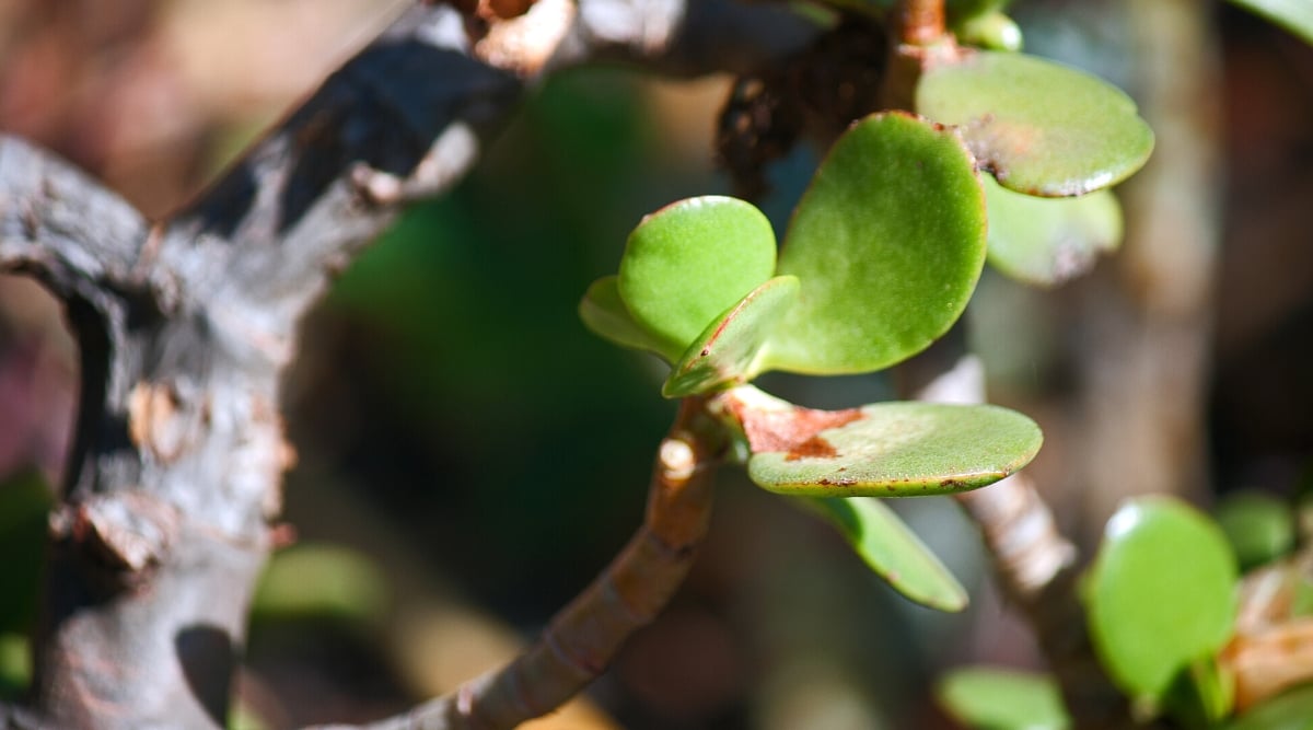 Close-up of an Elephant Bush plant with gray-brown rotting spots on leaves.