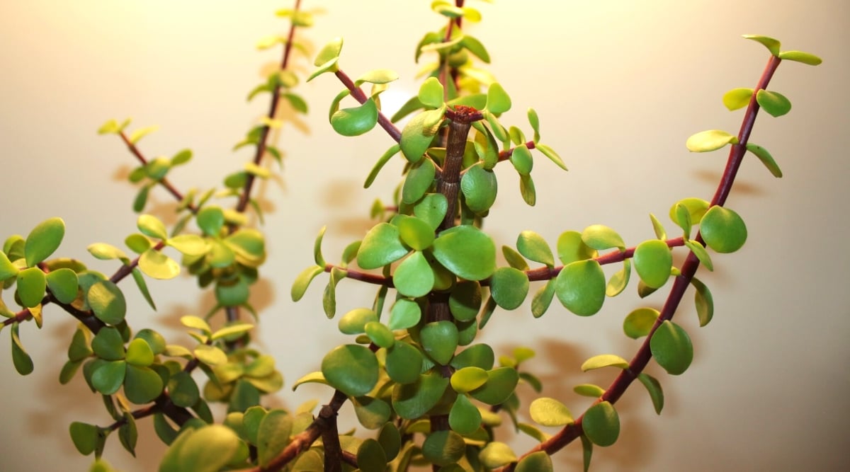 Close-up of a Portulacaria afra Decumbent plant against a beige wall indoors. The plant has upright tall reddish-brown stems covered with light green rounded leaves with a glossy surface.