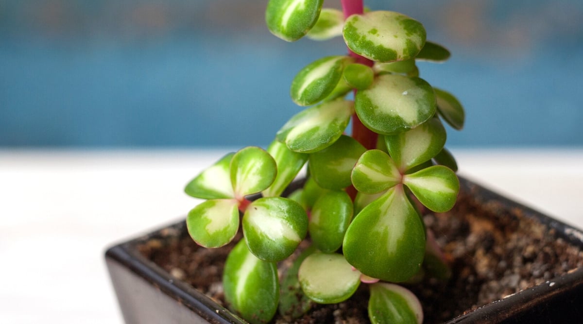 Close-up of a young Portulacaria afra Medio-picta plant in a square black pot against a blue wall. The plant has pink short stems covered with juicy, rounded green leaves with a white stripe down the center.