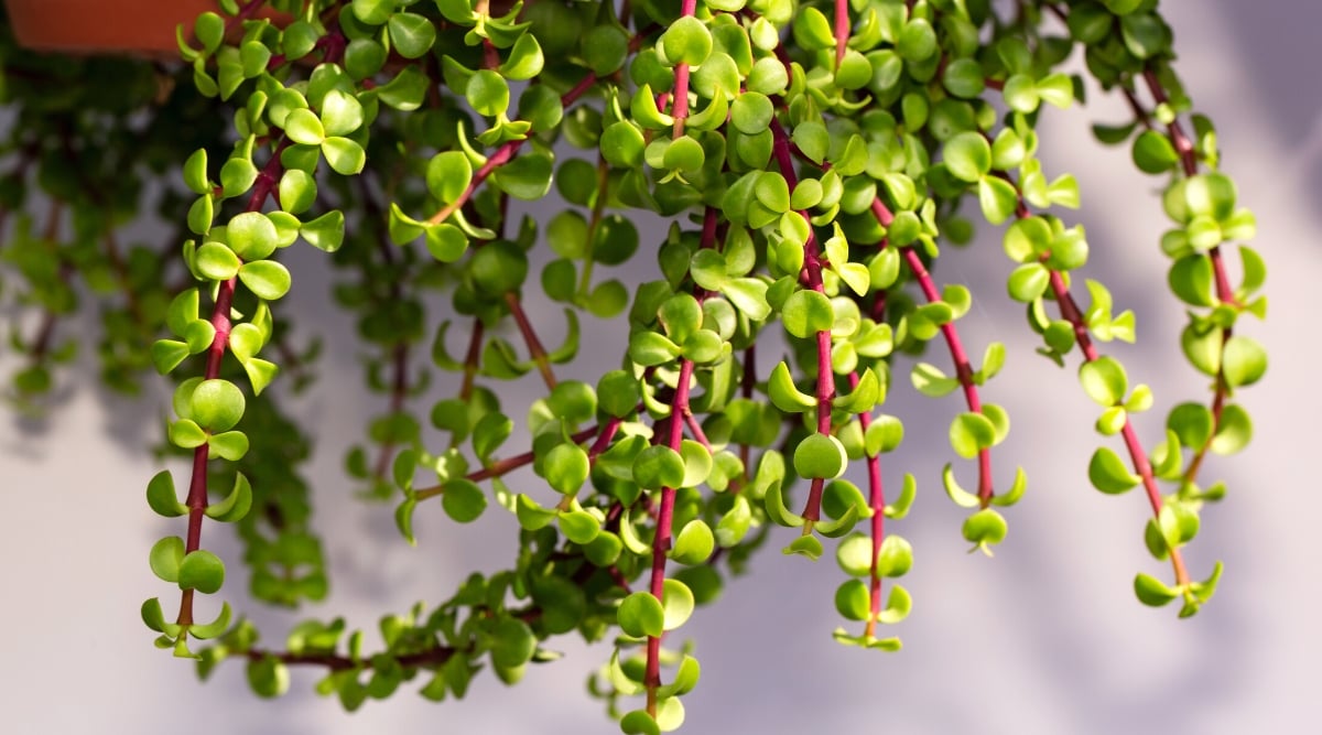 Top view, close-up of a Portulacaria afra Minima plant in a hanging pot against a white background. The plant has long drooping rose-red stems covered with small, round, bright green, glossy leaves.