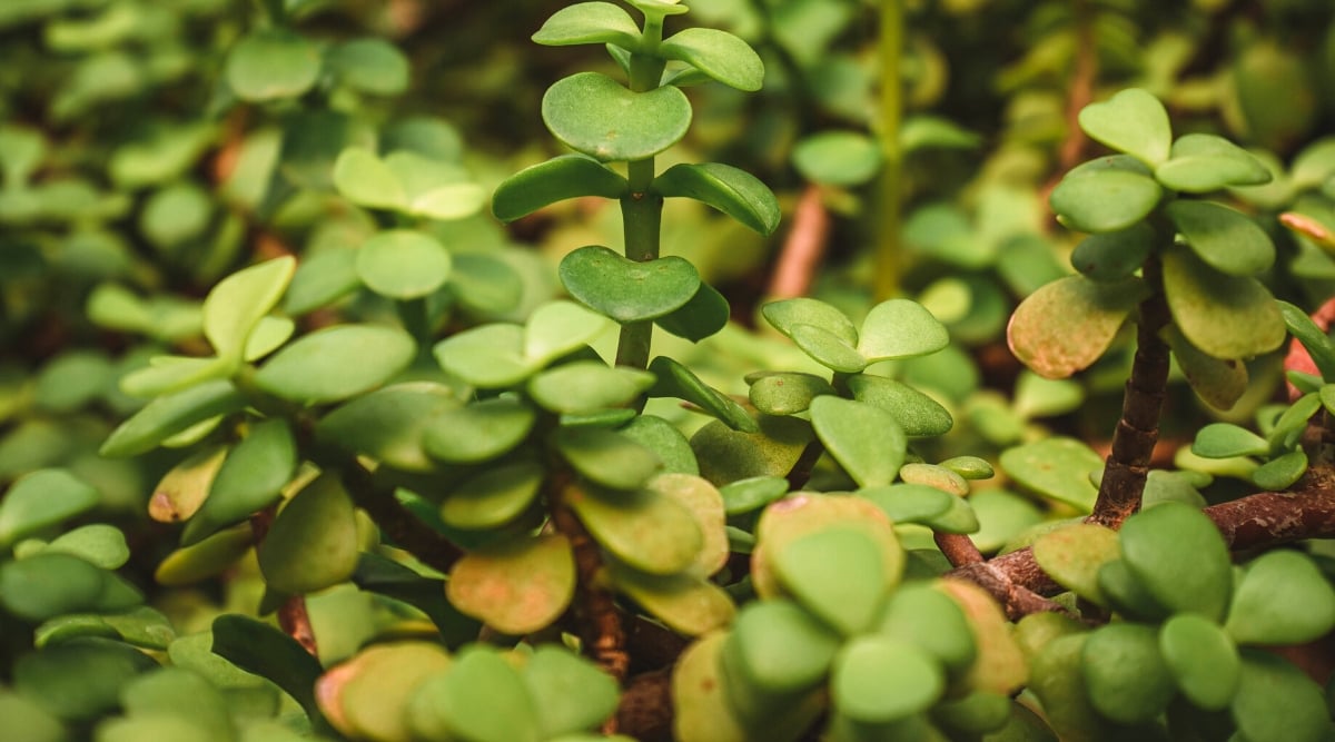 Close-up of an Elephant Bush plant against a blurred background with thick stems and green leaves.