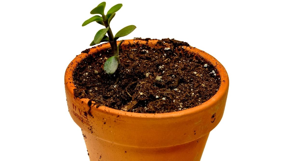 Close-up of Portulacaria afra Stem Cuttings in a clay pot with soil mix. The stem is short with rounded fleshy dark green leaves.