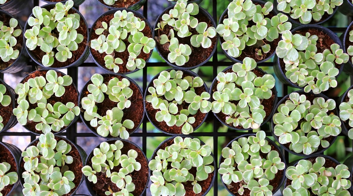 Beautiful young Portulacaria afra variegata plants in black plastic pots. The variegated leaves and short stems create a striking visual in the pots.