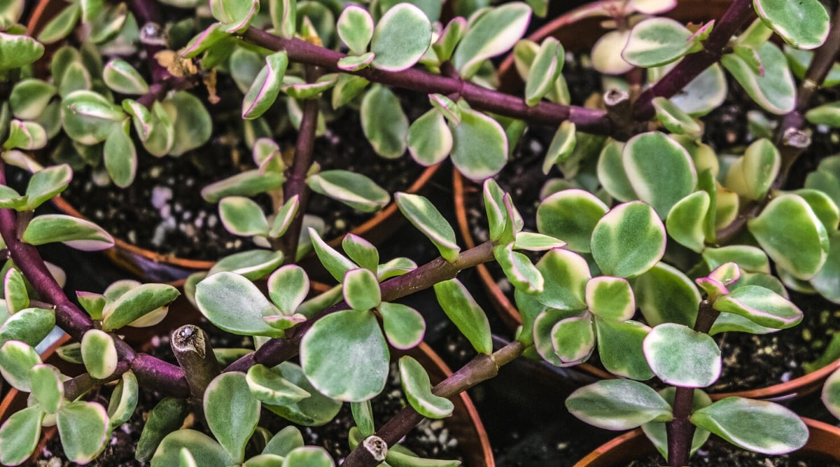 Top view, close-up of Portulacaria afra Variegata plants in brown pots. The plant has purplish-pink spreading stems covered with rounded succulent pale green leaves with cream markings.