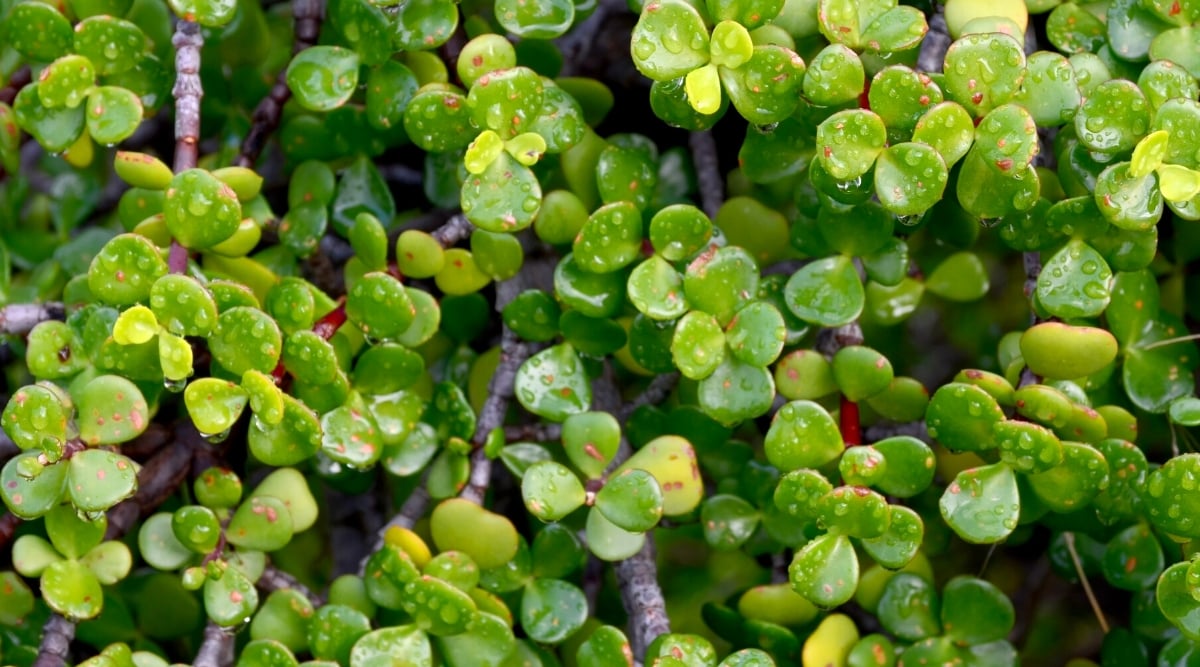 Close-up of Portulacaria afra leaves covered with water drops