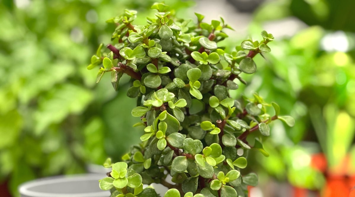 Close-up of a Portulacaria afra plant in a lush garden setting. The plant features reddish-brown stems and glossy green leaves, thriving in its environment.