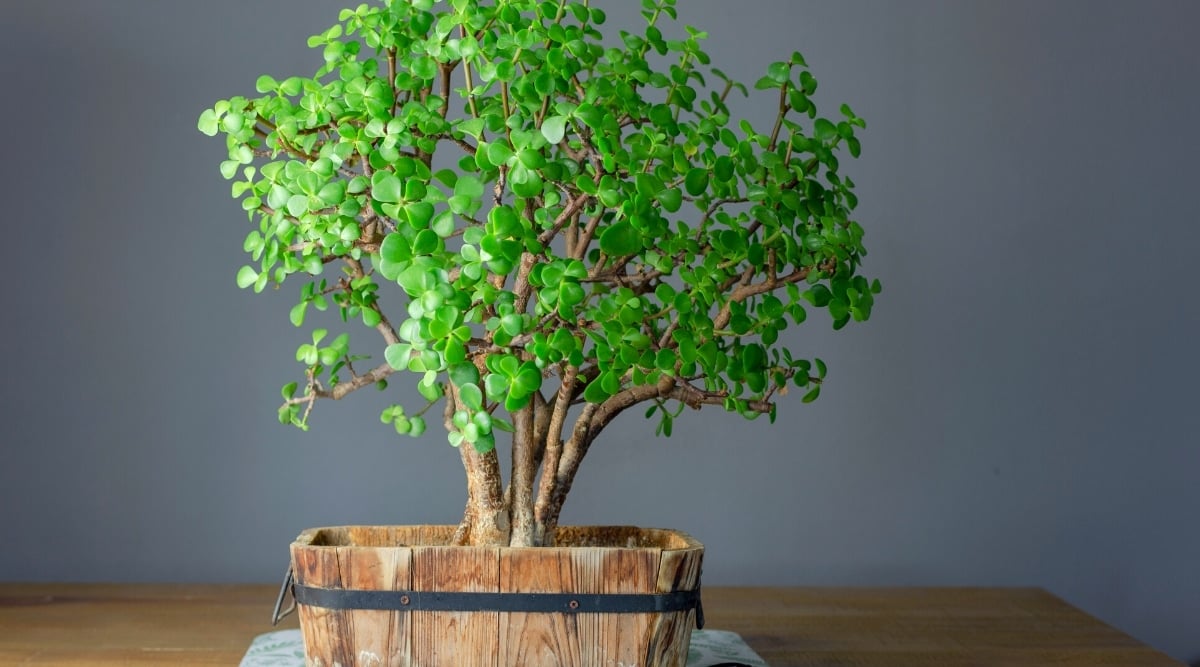 Close-up of a Portulacaria Afra plant in a wooden pot on a wooden table, against a gray background. This is a bushy succulent with wooden stems, the tops of which are covered with many small, fleshy, flat, smooth, glossy, teardrop-shaped, bright green leaves.