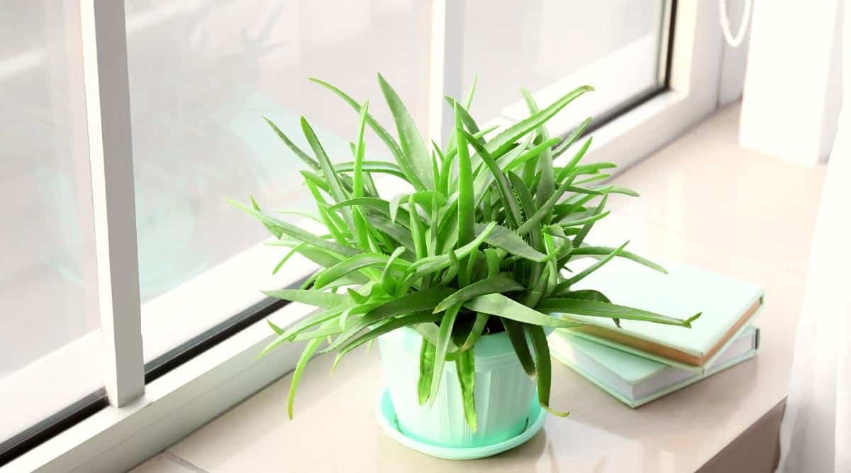 Aloe Vera in a mint plastic pot stands on a light windowsill. The leaves are bright green, fleshy, and all the same size, but some of the lower leaves look slightly wilted. Two mint-covered books lie next to a flower pot. In the background, the reflection of the plant is slightly visible in the window.