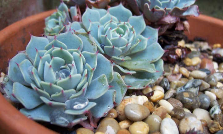 Potted Echeveria elegans