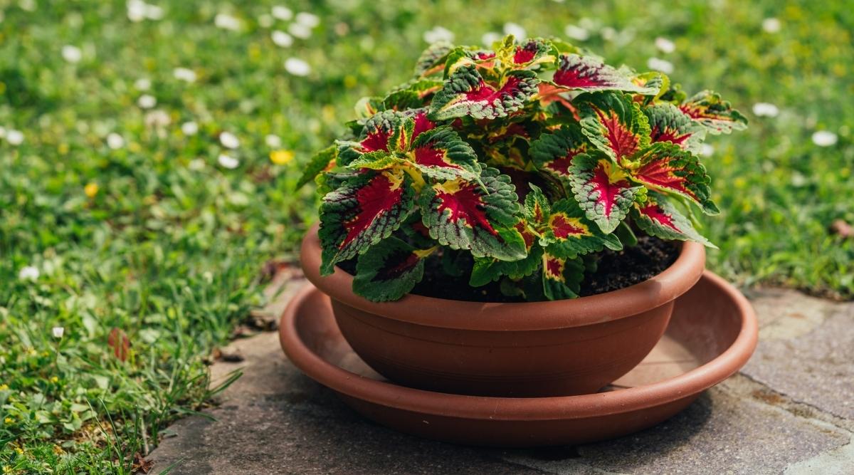 Potted Plant in Terra Cotta Pot