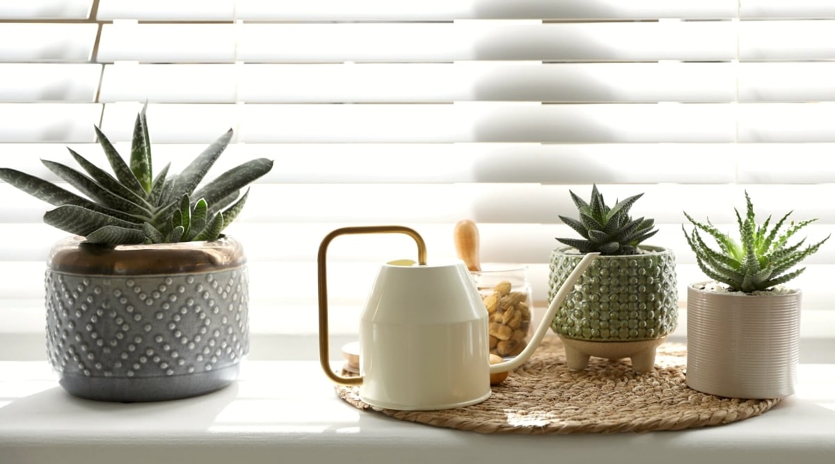 Three succulents in decorative pots on a windowsill next to a watering can. Includes a Gasteria succulent with elongated leaves in a rosette in a blue-grey ceramic pot and two Haworthia succulents in smaller white and green pots.