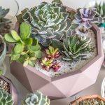 potted-succulents-growing-in-various-colored-pots-of-ceramic-and-glass-indoors