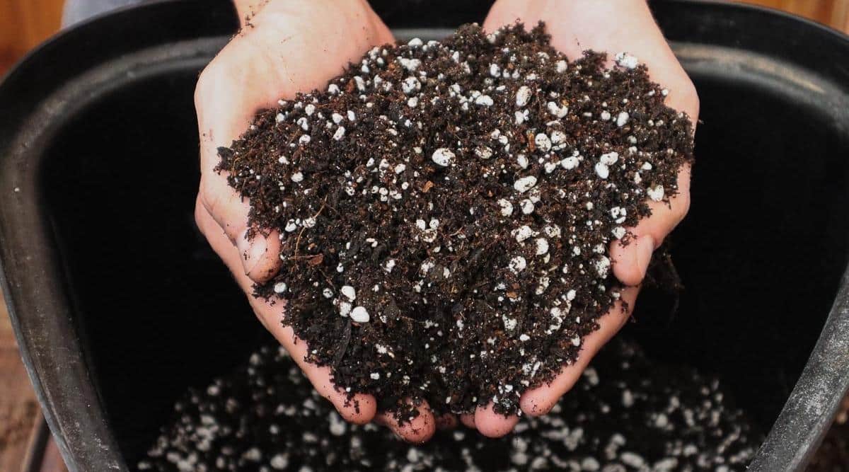 Two hands holding freshly mixed potting soil, a crucial component in propagating ZZ Plants.