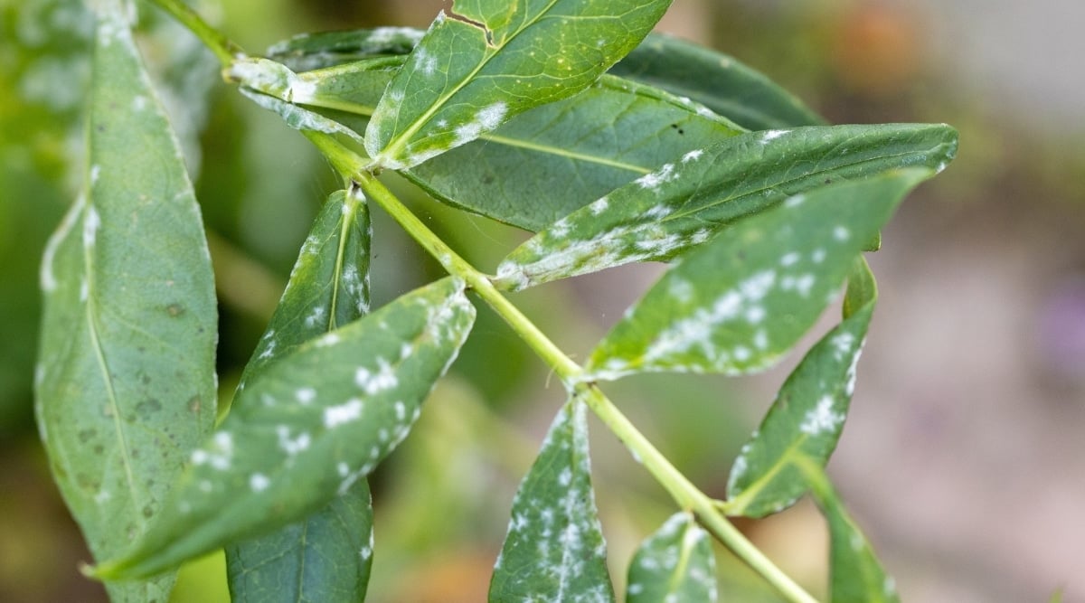 Close-up of the leaves of an succulent plant infected with powdery mildew against a black background. The leaves are medium in size, obovate, elongated, smooth, glossy green, covered with white powder spots.