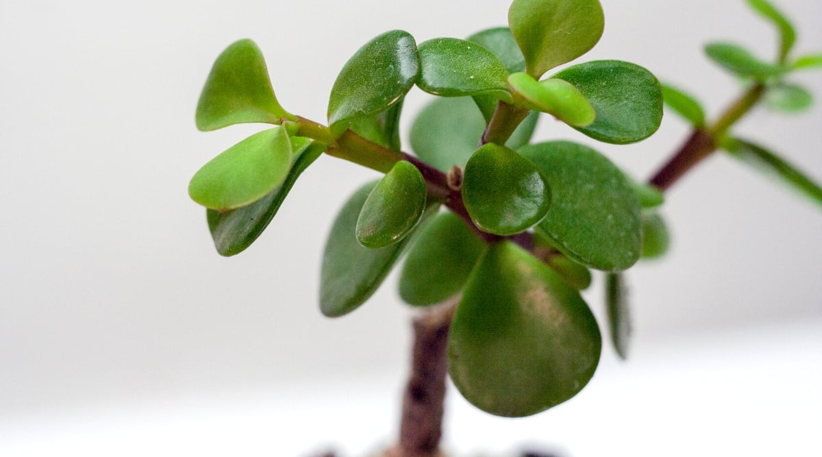 Close-up of an Elephant Bush plant with powdery mildew infested leaves.