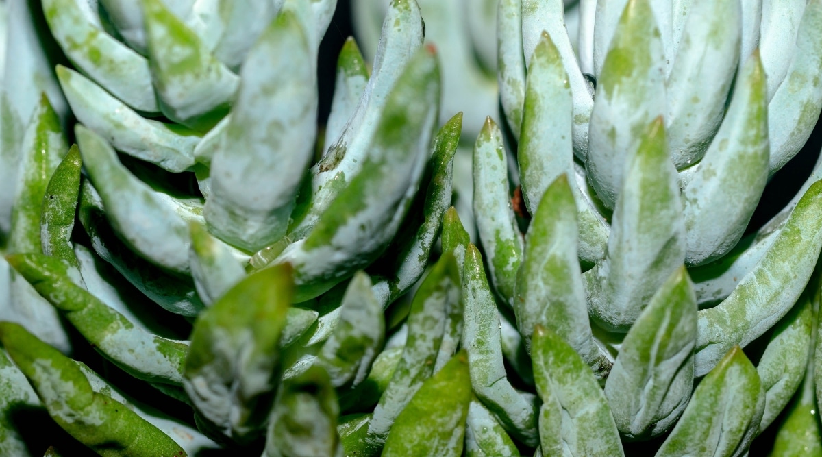 Close-up of a succulent affected by powdery mildew, showing a gray-white bloom on the leaves.