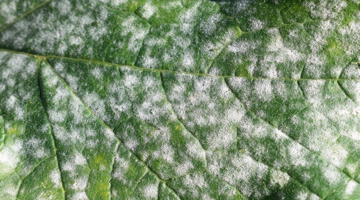 Close up of a green leaf with several veins that are light green. The leaf is covered in a white powdery substance.