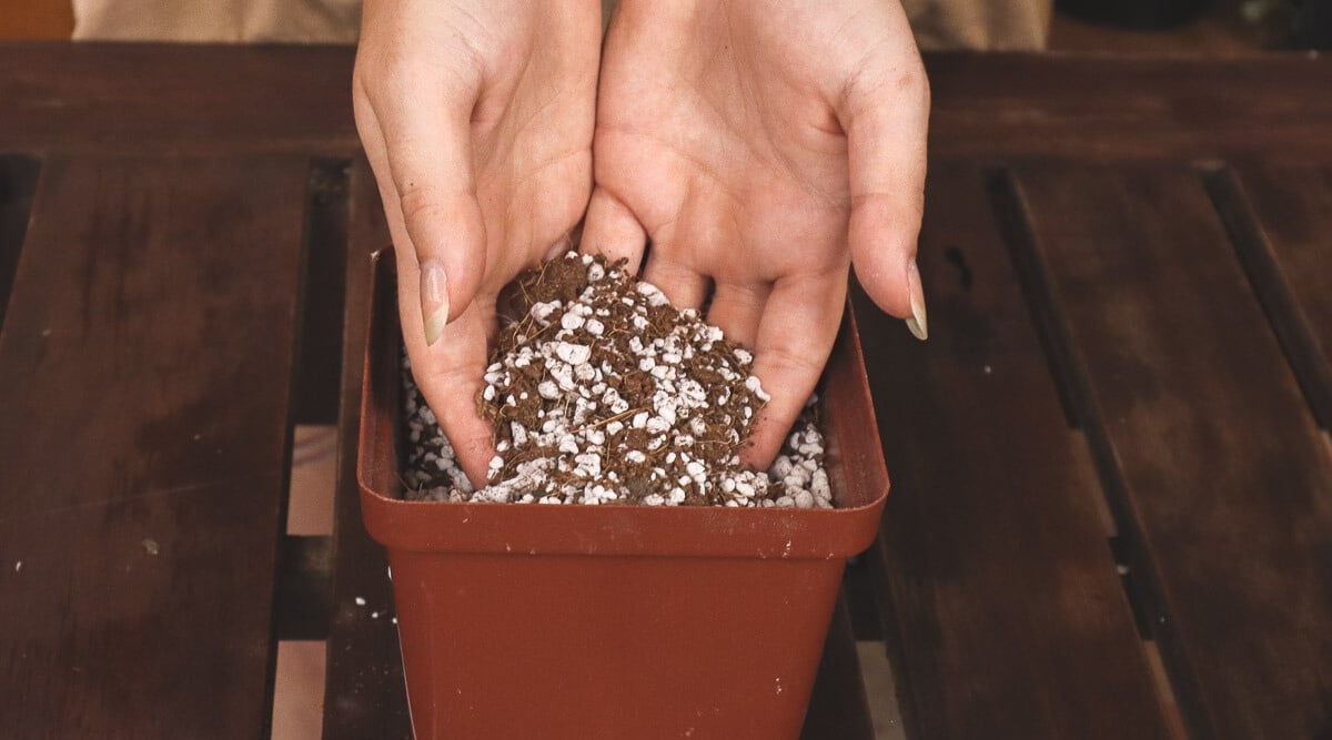 Hands digging into a pot with potting mix.