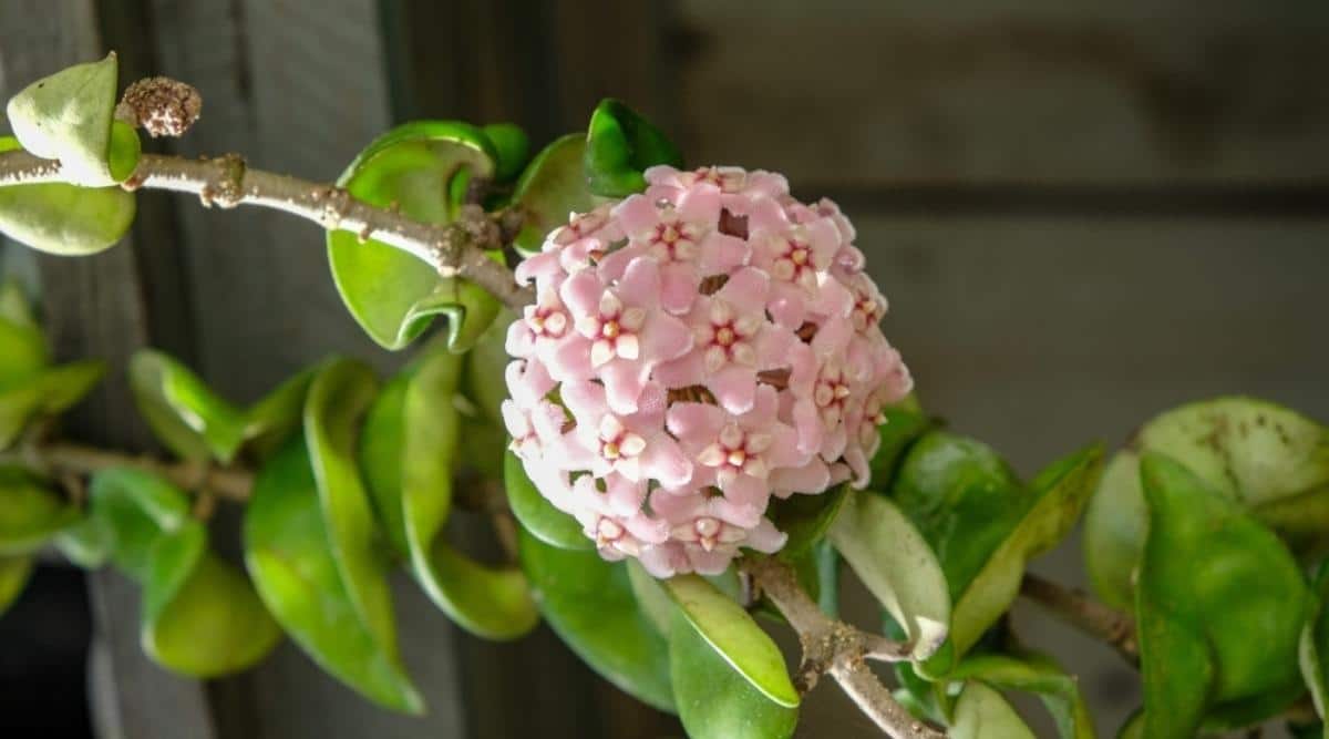 Pretty Flowers of the Hindu Rope Hoya