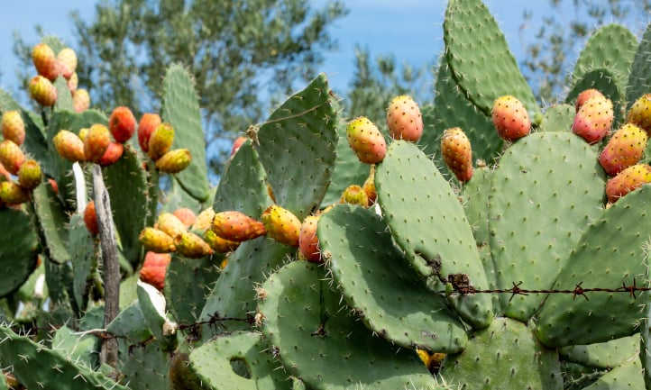 Prickly pear plant