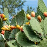 prickly-pear-plant