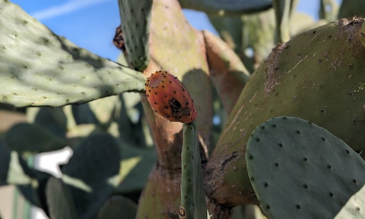 Prickly pear with scale and other pest issues