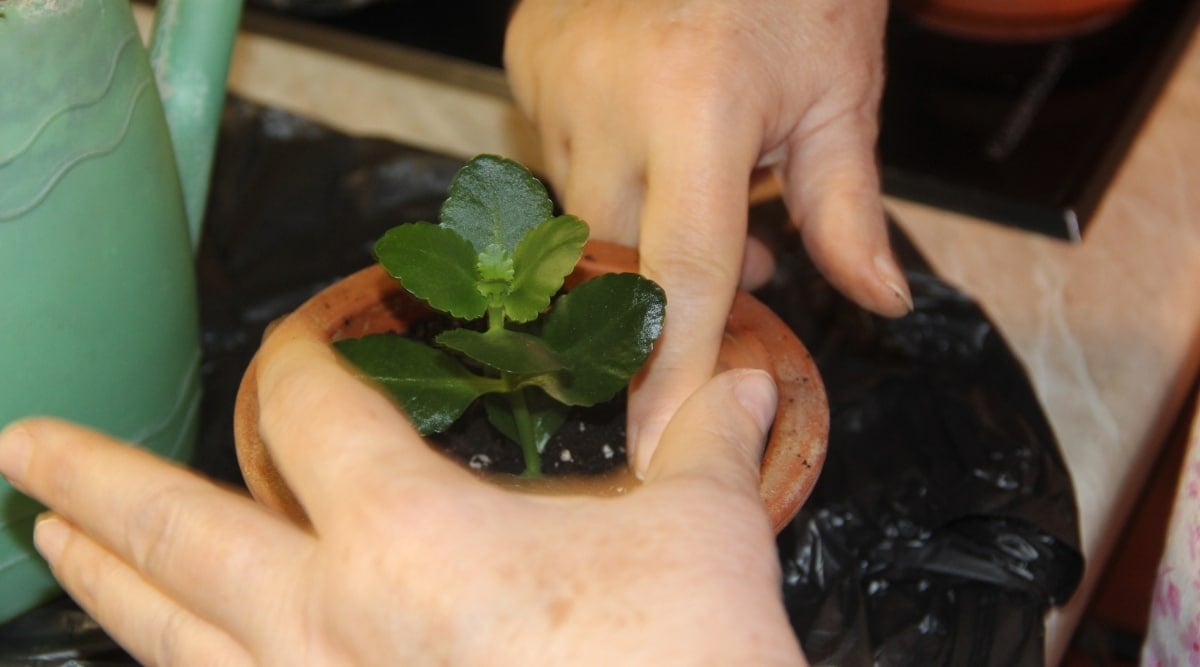 Gardener using both hands to press lightly on soil in a small round terra-cotta pot that has a new plant cutting in the center of it.