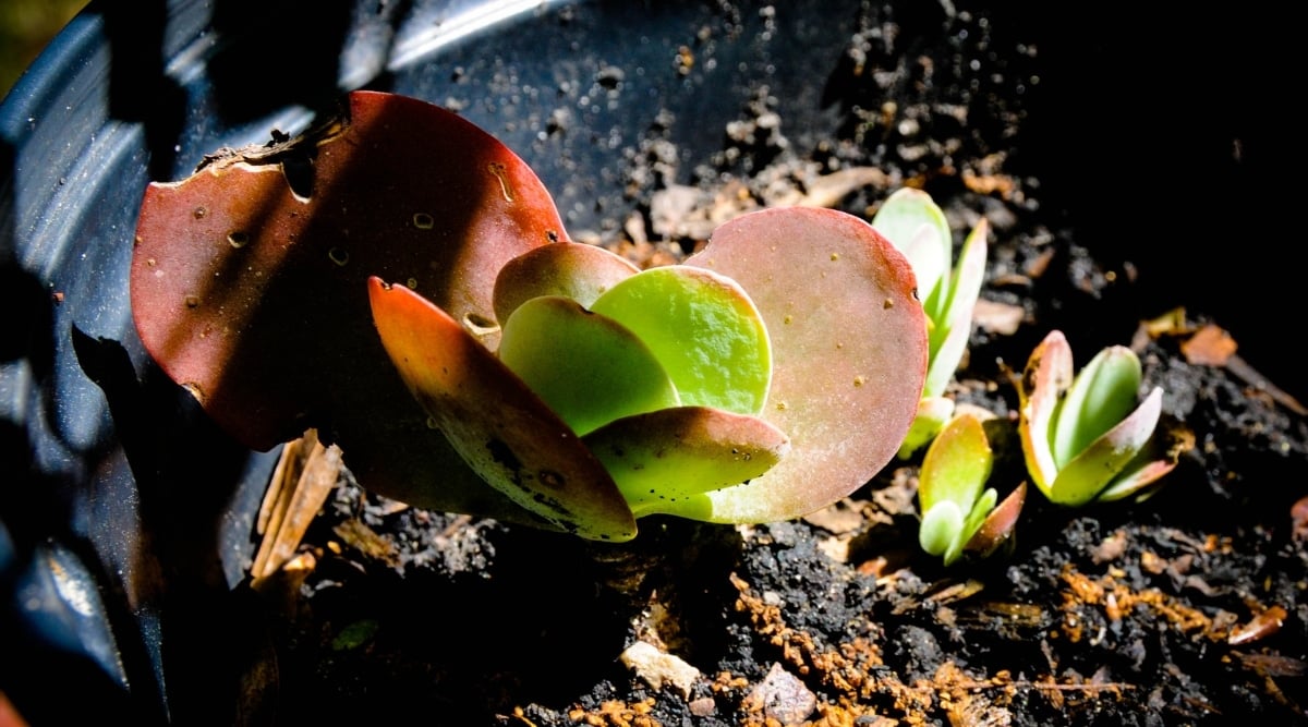 Close up of small succulent plant growing in a round black plastic container. The succulent has rounded leaves that are bright green in color with red edges. Two larger leaves grow toward the outside of the plant that are mostly red.