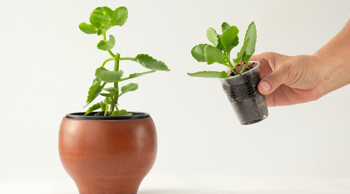 Close-up of a female hand holding a Kalanchoe stem cutting in a plastic white cup filled with soil, on a white background. There is also a large brown earthenware pot with a Kalanchoe mother plant on the table. The plant has a long stem, from which grow oval, bright green leaves with scalloped edges.