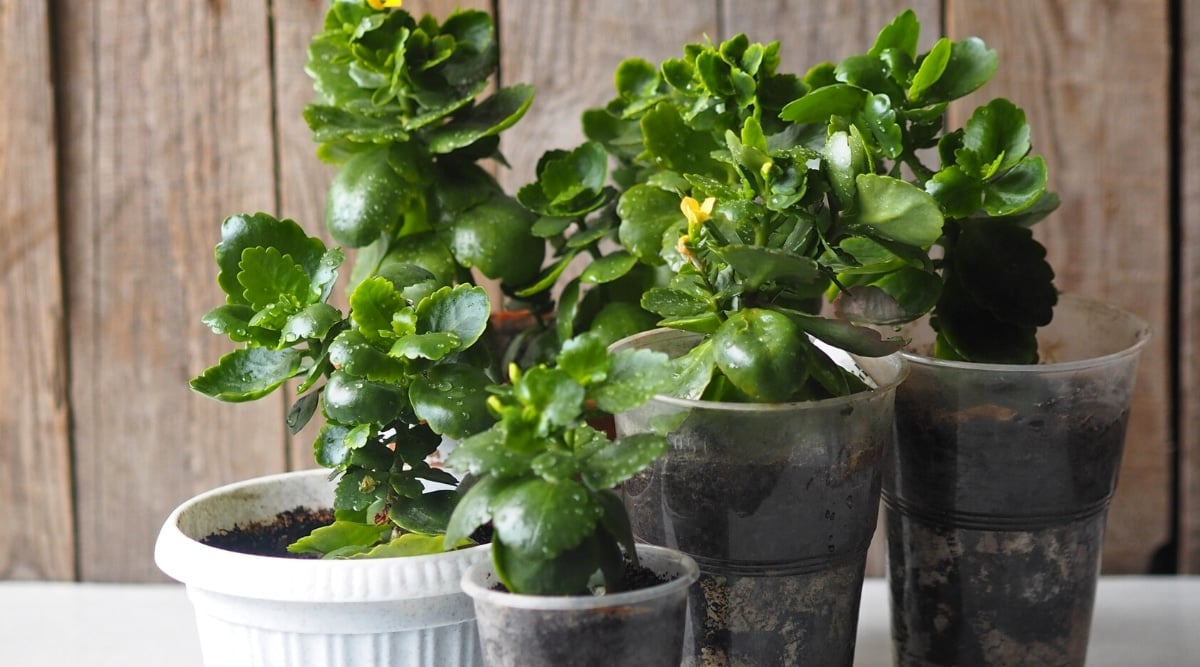 Close-up of several Kalanchoe plants propagated from offsets, on a wooden background.