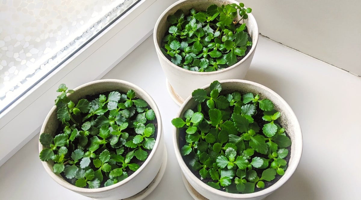 Top view, close-up of germinated sprouts of Kalanchoe from seeds in three large round white flower pots.