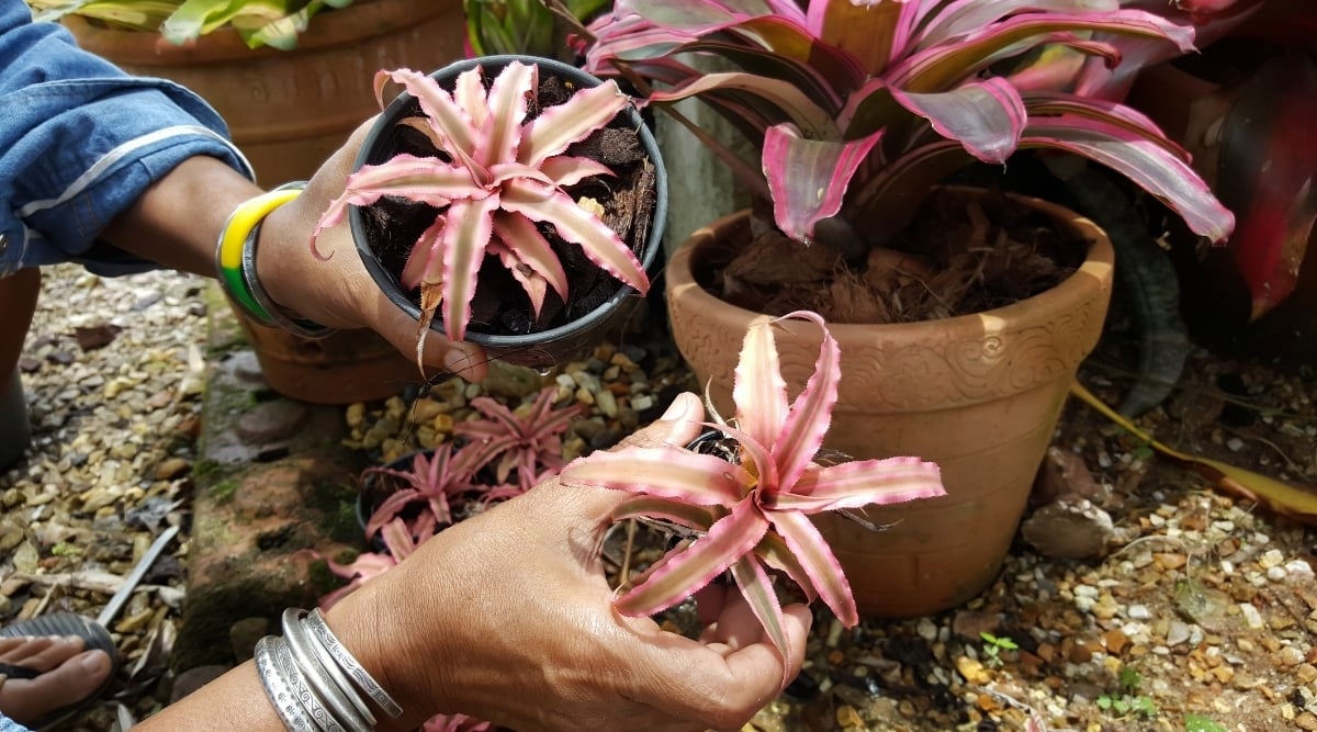 Propagating From Plant Pups