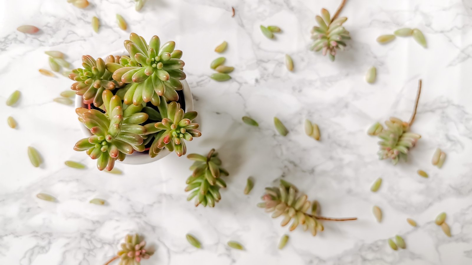 Overhead view of a small green plant in a white pot, that has clippings of the plant laying on the table all around the pot.